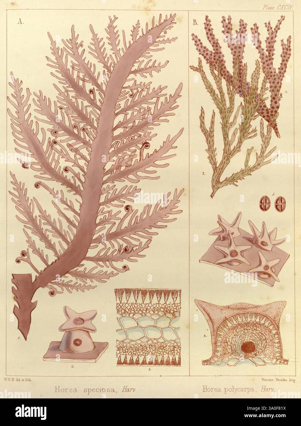 La botanique du voyage antarctique des navires de découverte H.M. Erebus et Terror dans les années 1839-1843, Londres, Reeve Brothers, 1844-1860, William Henry Harvey, artiste, Horea speciosa, Gloiocladia australis, Horea polycarpa, Gloiocladia polycarpa, L'illustration montre deux spécimens botaniques distincts étiquetés A et B. le spécimen A représente une représentation détaillée de *Horea speciosa*, caractérisée par sa structure complexe de frondes. Les motifs de ramification délicats présentent des courbes naturelles et des détails fins, soulignant la complexité de l'organisme. Le spécimen B présente *Horea polycarpa*, aux côtés de var Banque D'Images