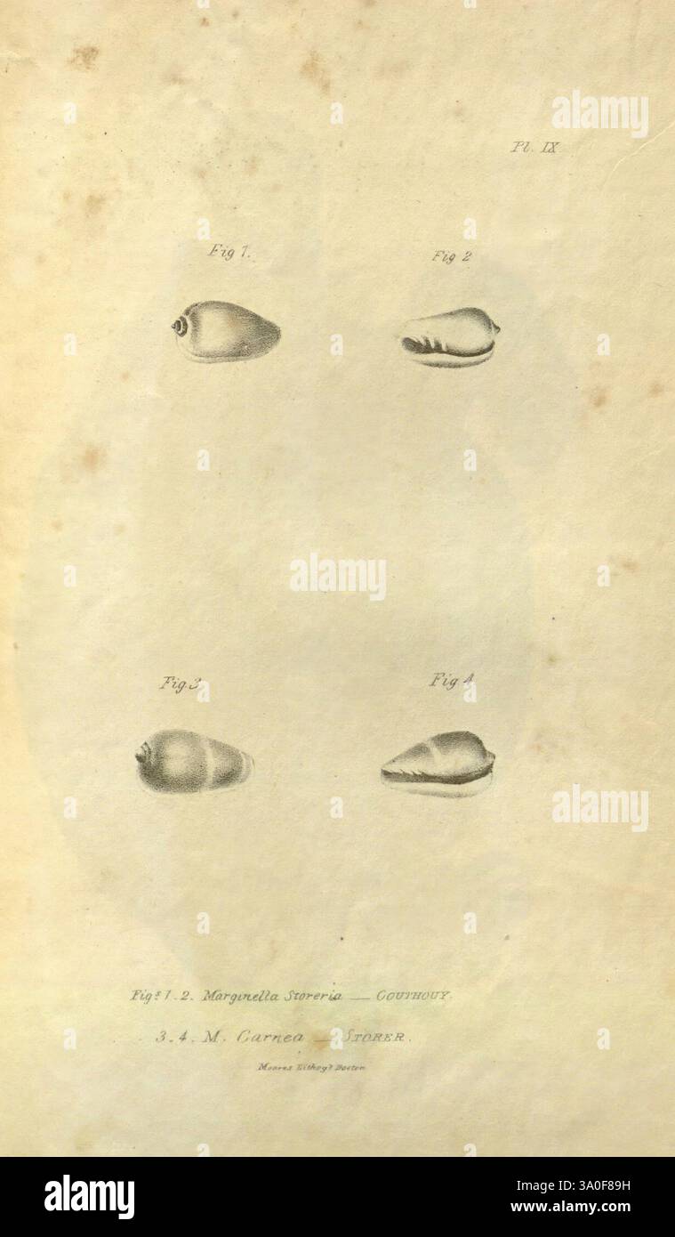 Boston, Journal of Natural History, Boston Society of Natural History., l'illustration montre quatre spécimens de coquille distincts, chacun étiqueté avec un numéro de chiffre de 1 à 4. Ces coques présentent une variété de formes et de détails, avec des contours lisses et des variations de texture subtiles. Sous les coquilles, il y a un titre indiquant le sujet, probablement lié à une espèce ou un genre, accompagné des initiales « S.A.M. Cavenor » et du mot « Linnaea », suggérant un lien avec une classification ou une étude scientifique. La disposition de ces coquillages souligne leurs différences et met en évidence la beauté Banque D'Images