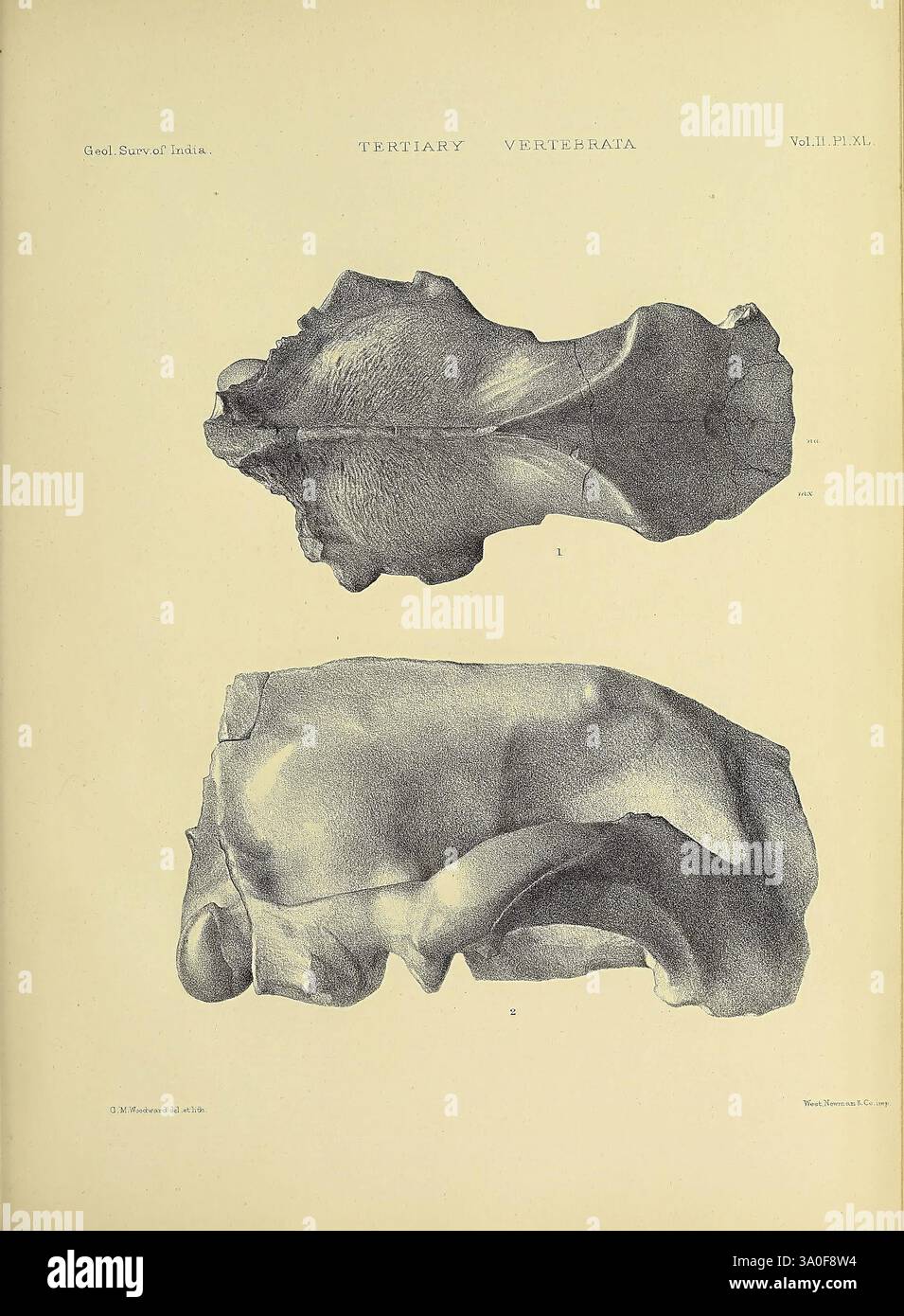 Indien, tertiaire, et tertiaire, Vertebrata, Calcutta, géologique, Bureau, 1874-1902, Inde, paléontologie, vertébrés, fossile, cette illustration présente deux dessins détaillés de vertèbres provenant de spécimens de l'ère tertiaire. La vertèbre supérieure est représentée avec un accent sur sa structure osseuse, mettant en évidence des contours et des textures distincts qui mettent en évidence les caractéristiques anatomiques. La vertèbre inférieure présente un accent similaire sur sa forme, soulignant les variations de forme qui suggèrent des adaptations fonctionnelles. Les deux représentations sont méticuleusement rendues, fournissant un aperçu du charac morphologique Banque D'Images