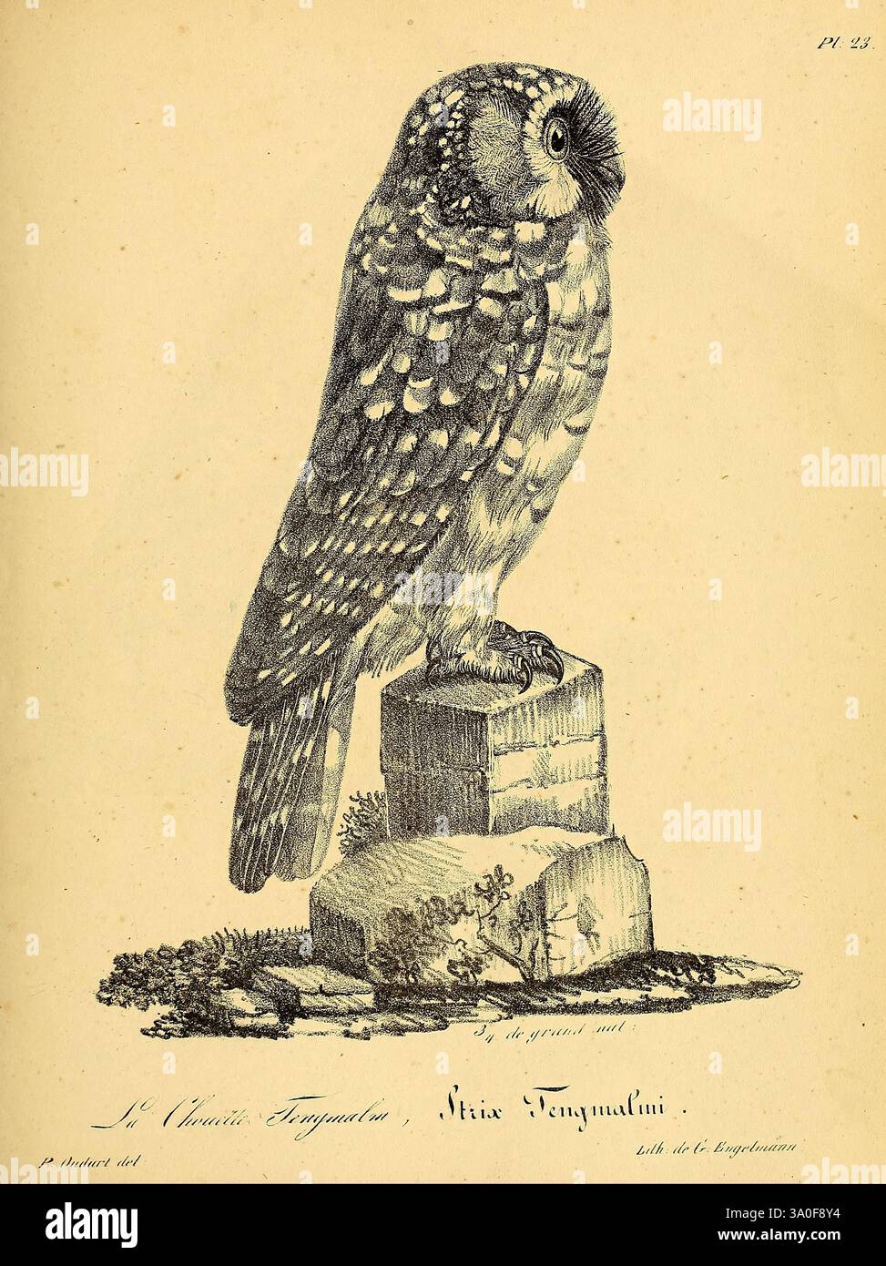 La galerie des oiseaux, Paris, Carpentier-Méricourt, 1834, oiseaux, œuvres picturales, Une illustration détaillée d'un hibou perché, mettant en valeur son visage rond distinctif, ses grands yeux et ses motifs de plumes complexes. Le hibou se tient sur un petit piédestal texturé qui imite les formations rocheuses naturelles, entouré de quelques plantes délicates. Les lignes méticuleuses soulignent les traits de l'oiseau, donnant une idée de sa présence majestueuse. Le titre ci-dessous l'identifie comme 'Strix tengmalmi', reflétant sa classification scientifique. La composition globale souligne la beauté et la complexité de ce creatu nocturne Banque D'Images
