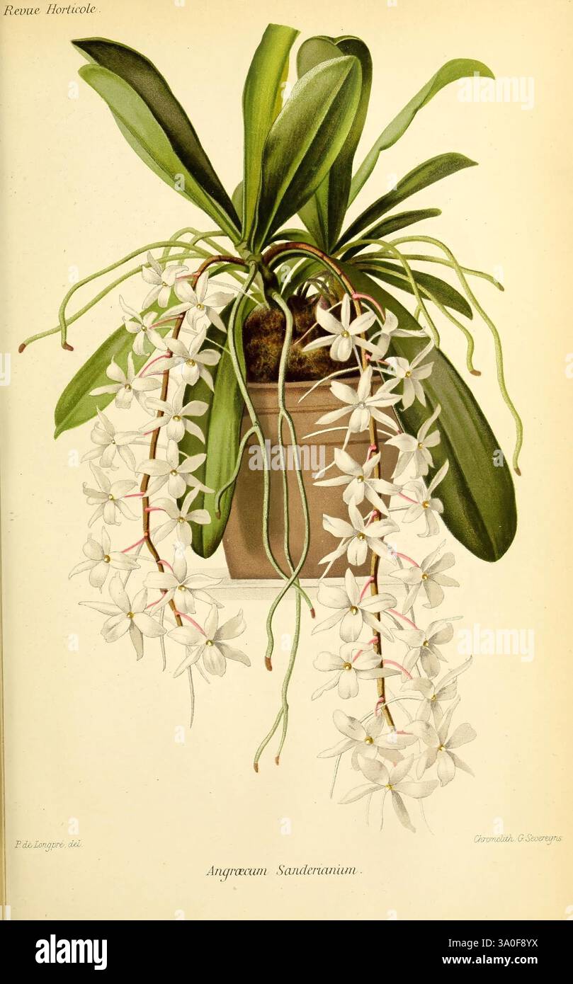 Revue horticole Paris librairie agricole de la maison rustique 1829-1974 France jardinage horticulture périodiques taxonomie Binomial Angraecum sesquipedale, une illustration élégante d'une plante Angraecum sesquipedale, mettant en valeur ses longues feuilles arquées distinctives et ses fleurs blanches en cascade. Les fleurs présentent des pétales allongés et de subtiles notes de vert aux extrémités, créant un contraste saisissant avec le blanc éclatant. La plante est exposée dans un simple pot en terre cuite, permettant à la beauté des fleurs et du feuillage de prendre le devant de la scène. Cette œuvre d'art met en évidence la structure délicate et complexe Banque D'Images