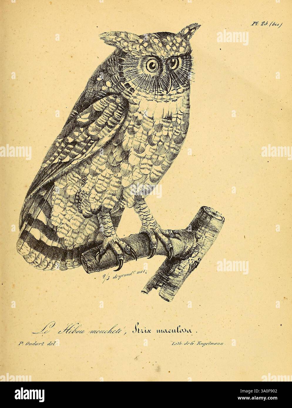 La galerie des oiseaux, Paris, Carpentier-Méricourt, 1834, oiseaux, œuvres picturales, Une illustration détaillée d'un hibou perché, mettant en valeur ses caractéristiques distinctives. Les grands yeux ronds du hibou sont encadrés par des touffes ressemblant à des oreilles, soulignant sa vigilance. Il est représenté avec des motifs de plumes complexes, mettant en évidence les textures et les variations de son plumage. L'oiseau saisit une branche mince, avec des détails supplémentaires améliorant l'aspect naturaliste de la scène. Sous le hibou, il y a une légende dans un script élégant l'identifiant comme 'le Hibou maculé', avec d'autres annotations détaillant son chara Banque D'Images