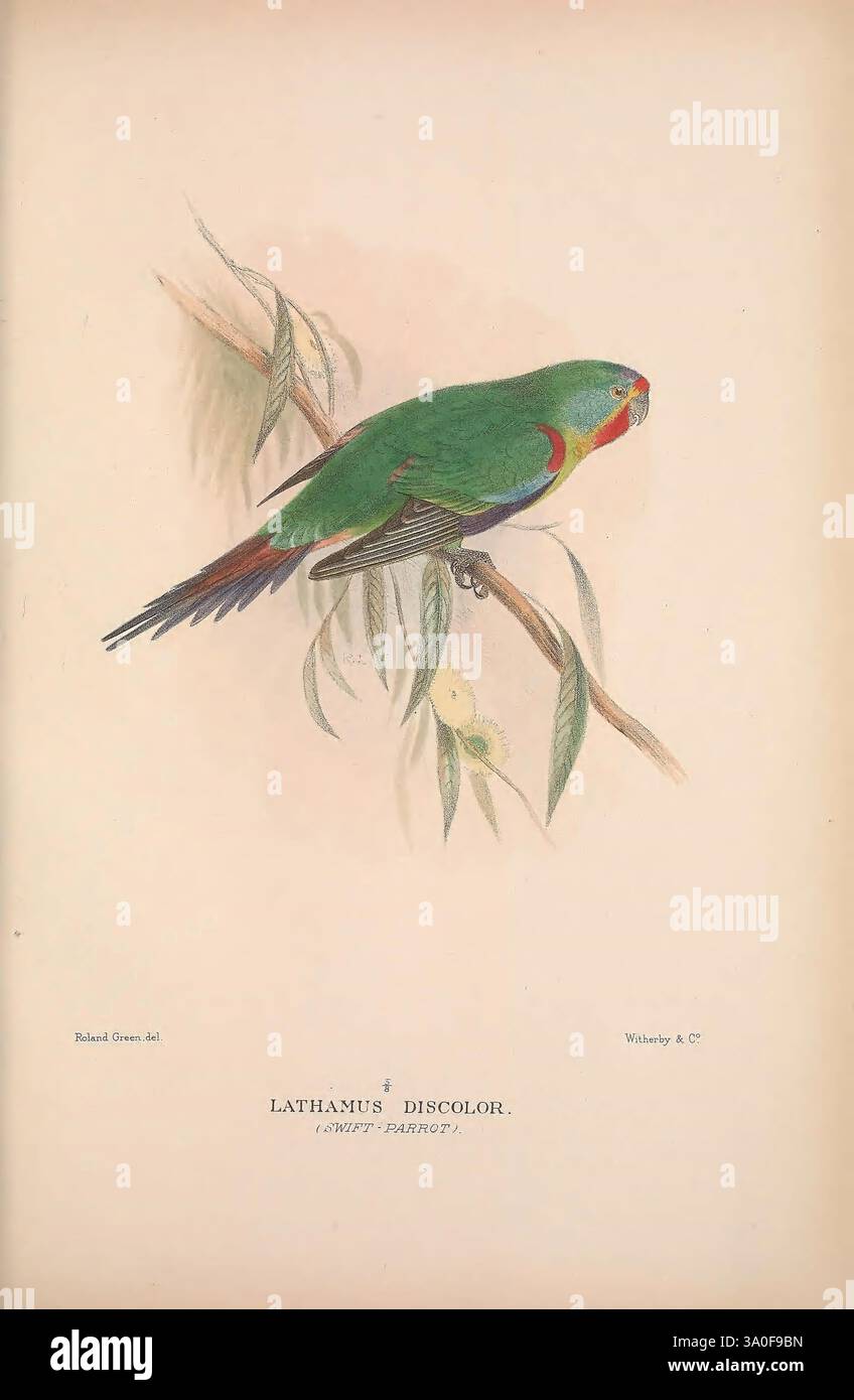 The Birds of Australia London, Witherby & Co, 1910-1927. Australie, Bibliographie, oiseaux, oiseaux Australie, œuvres picturales, Bird, Australia, Gregory Mathews, Ornithology, Un perroquet vert aux illustrations éclatantes, perché gracieusement sur une branche ornée de feuilles délicates. L'oiseau se caractérise par son plumage vibrant, avec des nuances de vert, avec des accents rouges distincts autour du visage et de la gorge. L'œuvre d'art est une représentation du Lathamus Discolor, communément appelé le perroquet rapide, mettant en valeur sa beauté naturelle et son habitat. L'arrière-plan est subtil et doux, permettant aux couleurs du perroquet de STA Banque D'Images