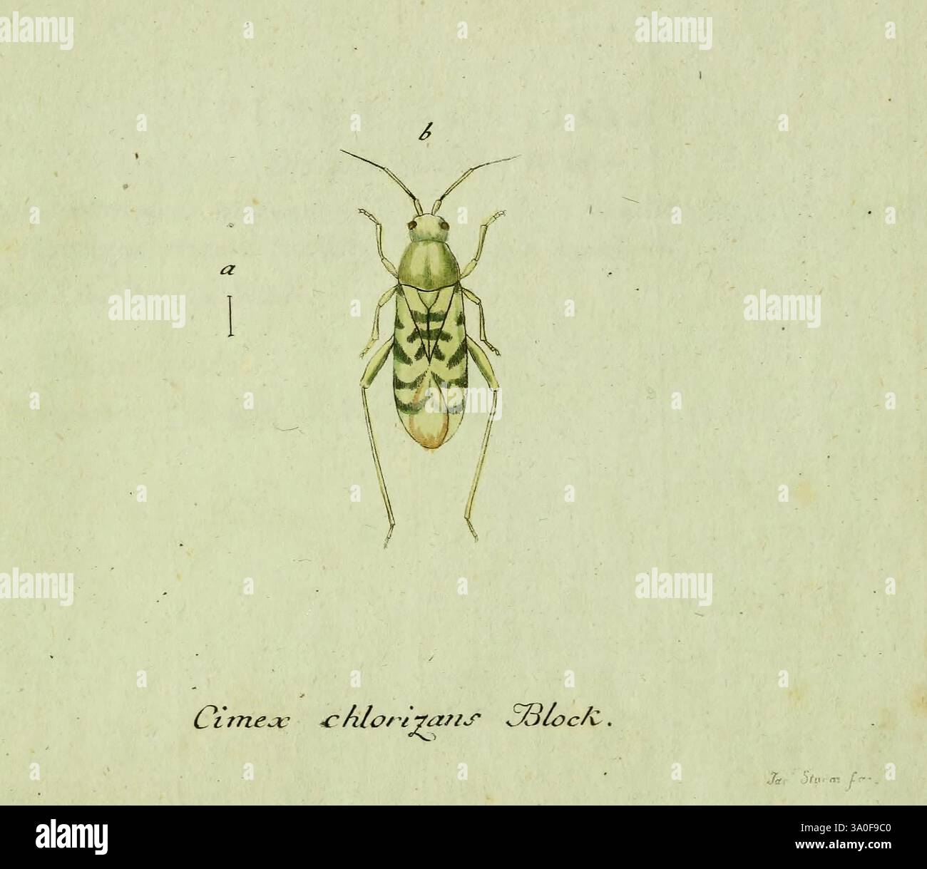 Faune, insectes, germanicae, initia, oder, Deutschlands, Insecten, Nürnberg, in den Felseckerschen Buchhandlung, 1796-1813 Allemagne, insectes, œuvres picturales, diversité éblouissante, L'illustration représente un insecte vert identifié comme Cimex chlorigarius Block. L'insecte est montré de manière détaillée, mettant en évidence ses caractéristiques distinctes telles que de longues antennes et un corps à motifs. L'étiquette 'a' indique un aspect de l'insecte, tandis que l'étiquette 'b' en indique un autre, suggérant un accent sur sa structure anatomique. Sous l’insecte, le nom scientifique est élégamment inscrit, soulignant l’importance de la fiscalité Banque D'Images