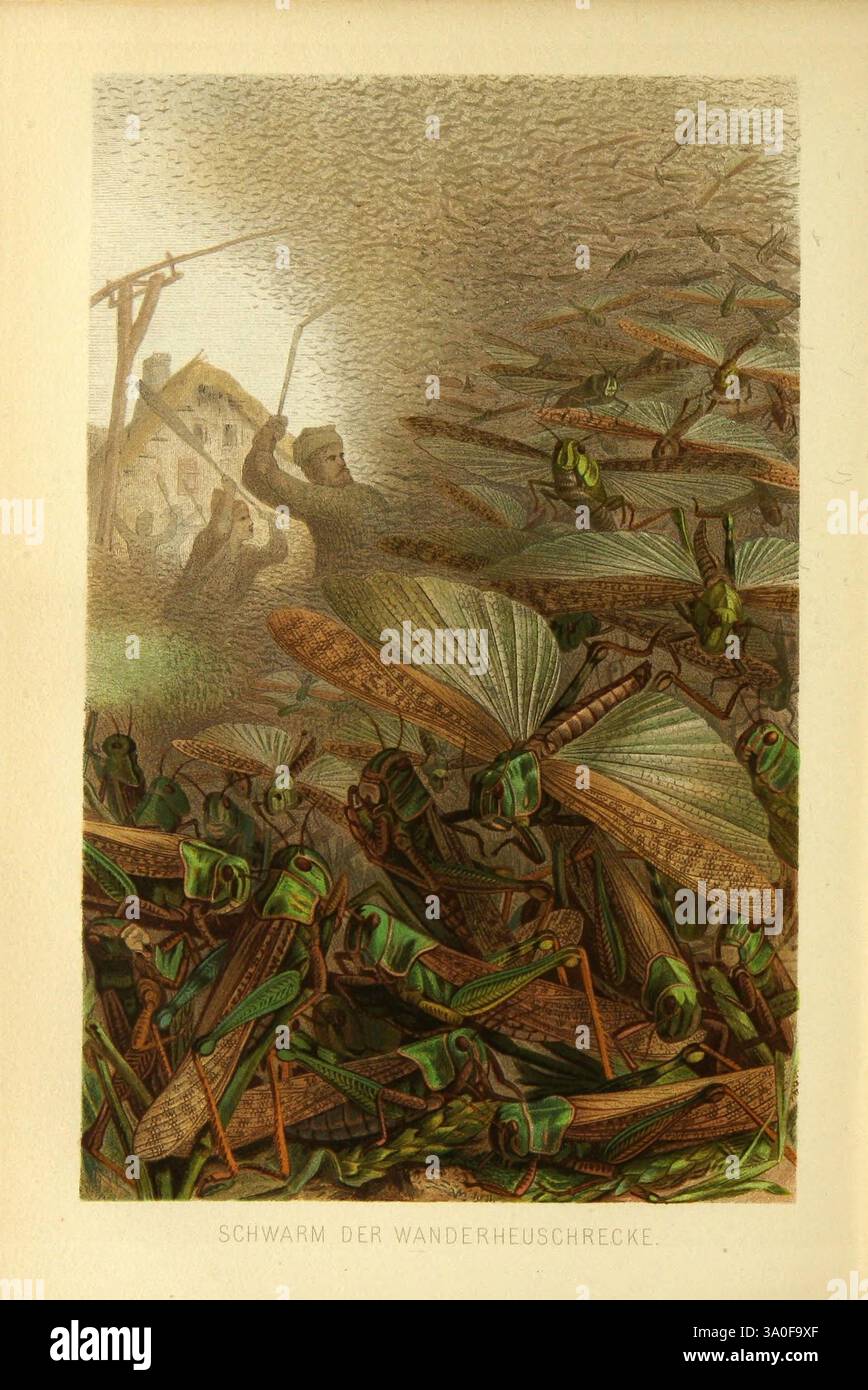 Die Insekten, Tausendfüssler, und Spinnen, Leipzig, Bibliographische Institut, 1877, insectes, sauterelle, arthropode, schwarmder Wanderheuschrecke, une scène dramatique représentant un essaim de criquets, caractérisés par leurs corps verts éclatants et leurs motifs d'ailes saisissants. Au premier plan, un grand nombre de criquets sont regroupés, mettant en valeur leurs caractéristiques détaillées. En arrière-plan, une figure est vue engagée dans une lutte contre l'essaim, brandissant un outil, tentant peut-être de repousser les insectes alors qu'ils menacent les cultures et les biens. Le cadre suggère un paysage agricole, avec Banque D'Images