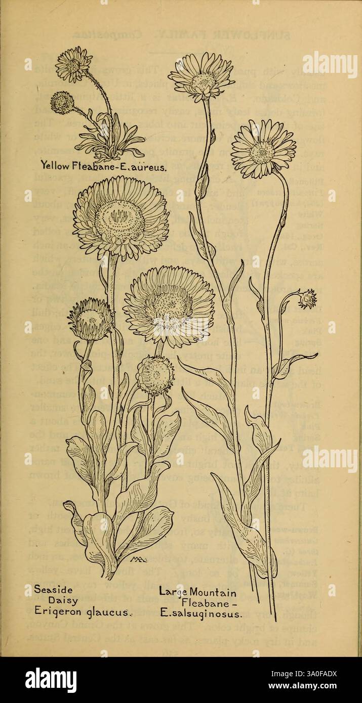 Livre des fleurs sauvages occidentales, New York, 1915, identification, ouest des États-Unis, fleurs sauvages, Margaret Neilson Armstrong, Margaret Neilson Armstrong, femmes dans la science, l'illustration présente deux types distincts de plantes à fleurs : à gauche se trouve la Marguerite du bord de mer (Erigeron glaucus), caractérisée par ses petites fleurs jaunes vibrantes et ses feuilles en forme de lance. À droite se trouve la grande montagne Fleabane (E. alsuiginosus), reconnue par sa tige plus haute et ses fleurs plus grandes, ressemblant à des marguerites. Les deux plantes sont représentées avec une attention particulière à leurs caractéristiques individuelles, mettant en valeur les pétales délicats et la tige feuillue Banque D'Images