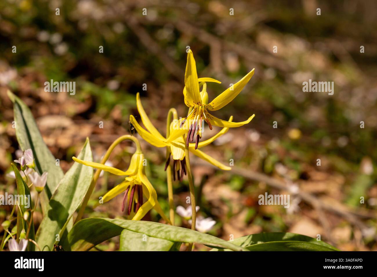 Fleurs de lys de truite jaune dans les Smokies Banque D'Images