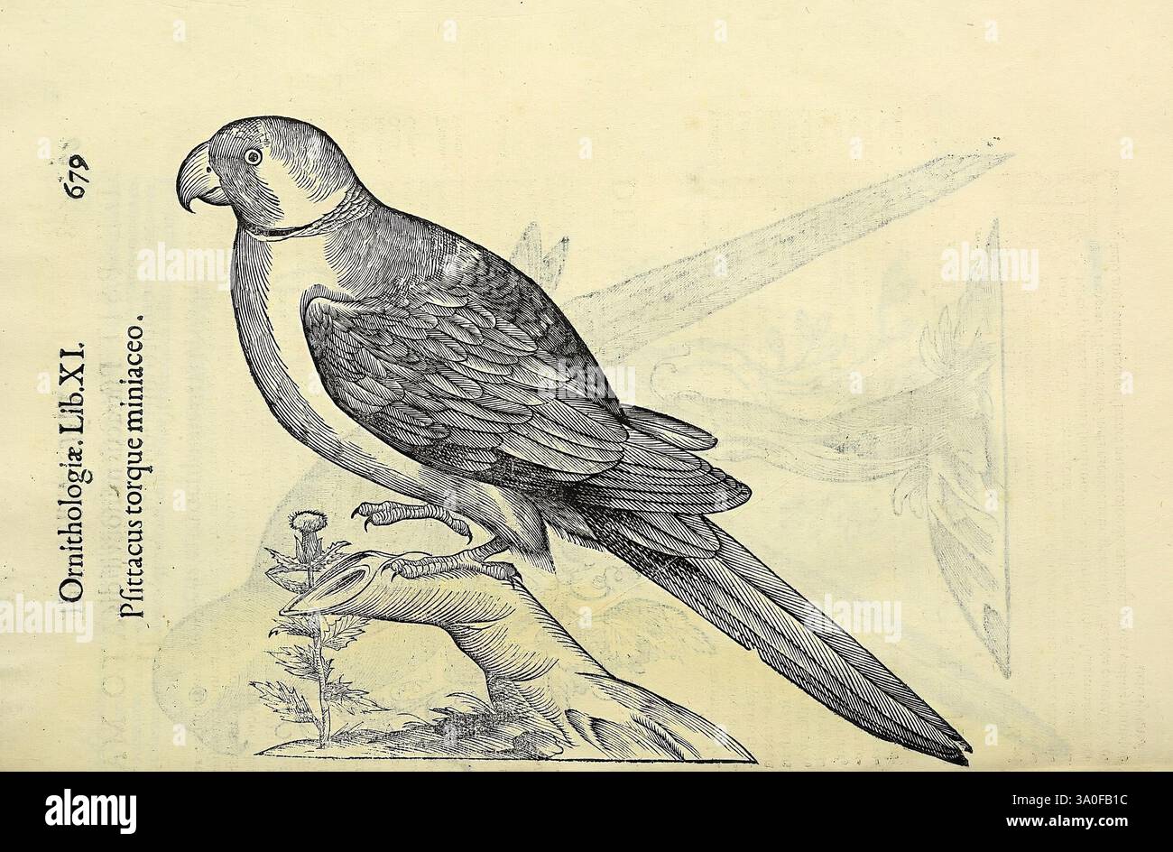 Vlyssis Aldrovandi philosophi ac medici Bononiensis historiam naturalem in gymnasio Bononiensi profitentis, Ornithologiae, hoc est, de avibus historiae libri XII Bononiae, apud Franciscum de Franciscis Senensem, MDXCIX-MDCXXXVII, oiseaux, illustration détaillée d'un oiseau, en particulier d'un perroquet, mettant en valeur ses caractéristiques distinctives. Le perroquet est perché sur une branche, la tête tournée sur un côté, permettant une vue de son bec et de son oeil courbés. Le plumage est représenté avec des lignes précises qui capturent la texture des plumes, soulignant les motifs et les formes complexes. Surroundin Banque D'Images