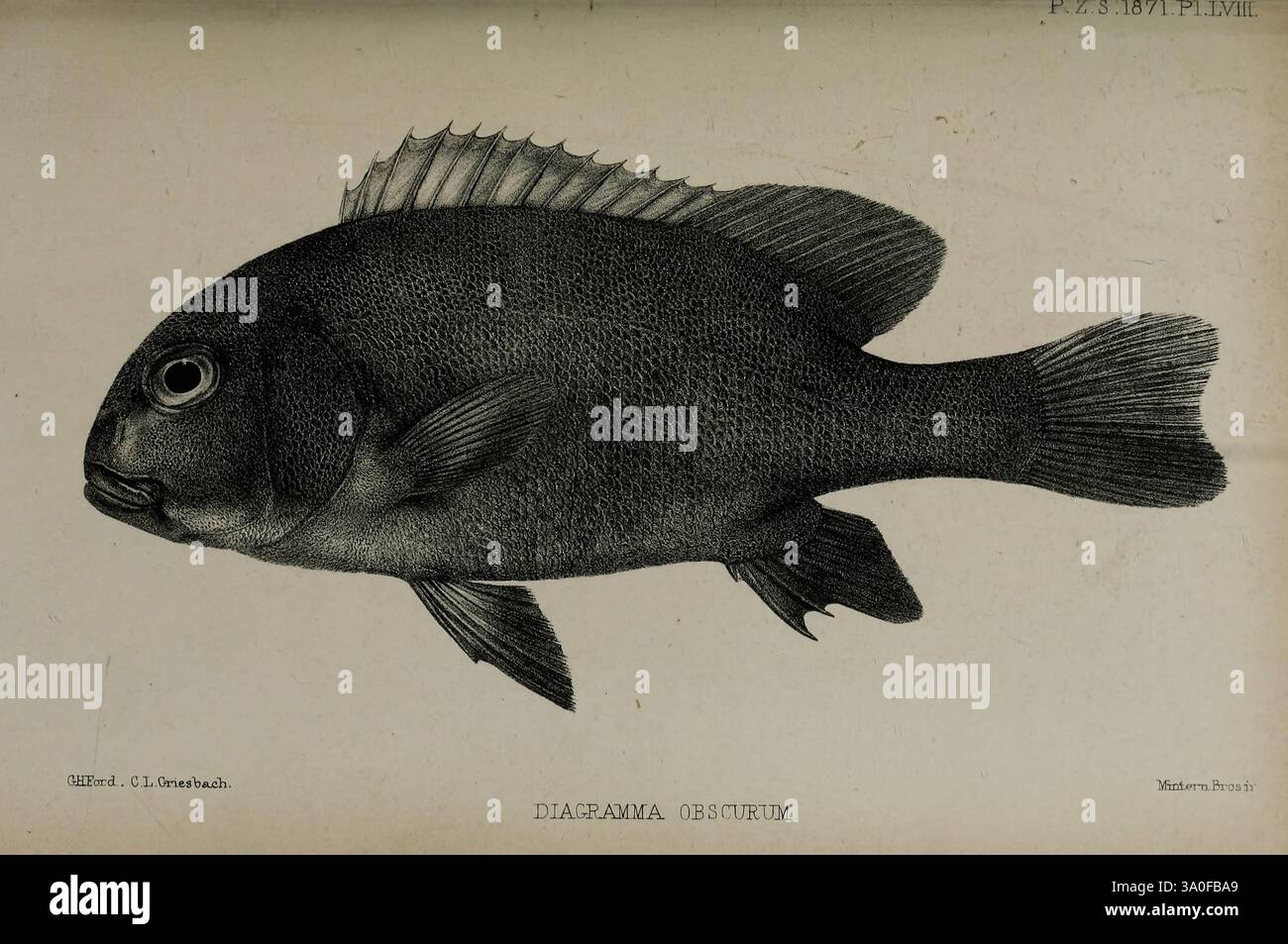 Proceedings of the Zoological Society of London London, Academic Press, 1833-1965 périodiques, zoologie, Une illustration détaillée d'un poisson, mettant en valeur ses caractéristiques distinctes telles que le corps allongé, les nageoires symétriques et l'œil proéminent. La texture des écailles est représentée avec un travail au trait méticuleux, améliorant l'anatomie du poisson, y compris ses nageoires dorsales et pectorales. Le nom de l'espèce est clairement étiqueté, fournissant un contexte scientifique à la représentation. La présentation générale met l'accent sur les détails complexes de la forme du poisson, capturant l'essence de sa vie aquatique. Banque D'Images