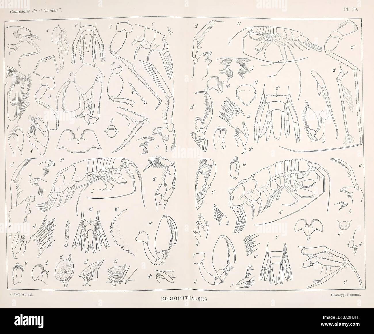 Résultats, scientifiques, de, la, campagne, du, Caudan, dans, le, Golfe, de, Gascogne, août, septembre, 1895, Paris, Masson, 1896, marin, animaux, caudan, navire, Une illustration complète présentant diverses espèces de crustacés, avec des dessins anatomiques détaillés de différentes parties du corps. Chaque échantillon est étiqueté avec un numéro correspondant pour une identification facile. Le travail en ligne complexe met en évidence des caractéristiques telles que les tenailles, les antennes et les corps segmentés, fournissant une référence précieuse pour les chercheurs et les passionnés qui étudient la biologie marine et la diversité de la vie aquatique au sein de la Banque D'Images