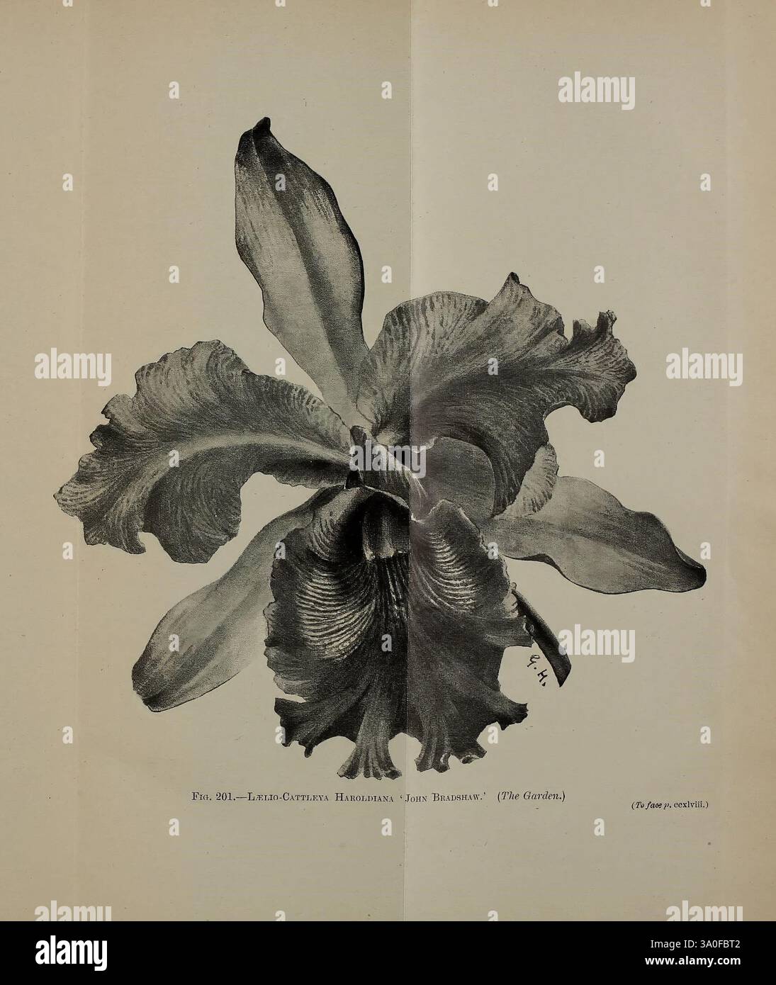 Journal de la Royal Horticultural Society of London Londres imprimé pour la Royal Horticultural Society par Spottiswoode & Co. botanique culture fruitière jardinage horticulture périodiques sociétés tuinbouw tuinen tuinieren, Une grande fleur d'orchidée élégante est représentée, mettant en valeur ses pétales complexes that展Curved et superposées gracieusement. La texture des pétales révèle des veines délicates, améliorant la beauté naturelle de la fleur. Au centre de la floraison se trouve une gorge richement détaillée, où les teintes plus claires fusionnent avec des teintes plus sombres, attirant l'œil vers l'intérieur. Entourant la fleur, un ombrage subtil ajoute de la profondeur et des dimensions Banque D'Images