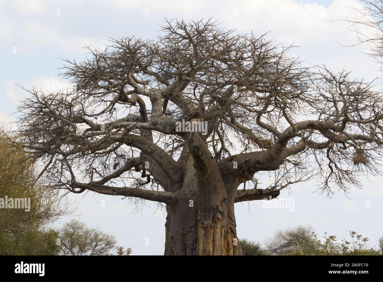 Une photographie de paysage dans le parc national de Tarangire, Tanzanie, Afrique montrant un baobab africain mort (Adansonia digitata) en gros plan. Banque D'Images
