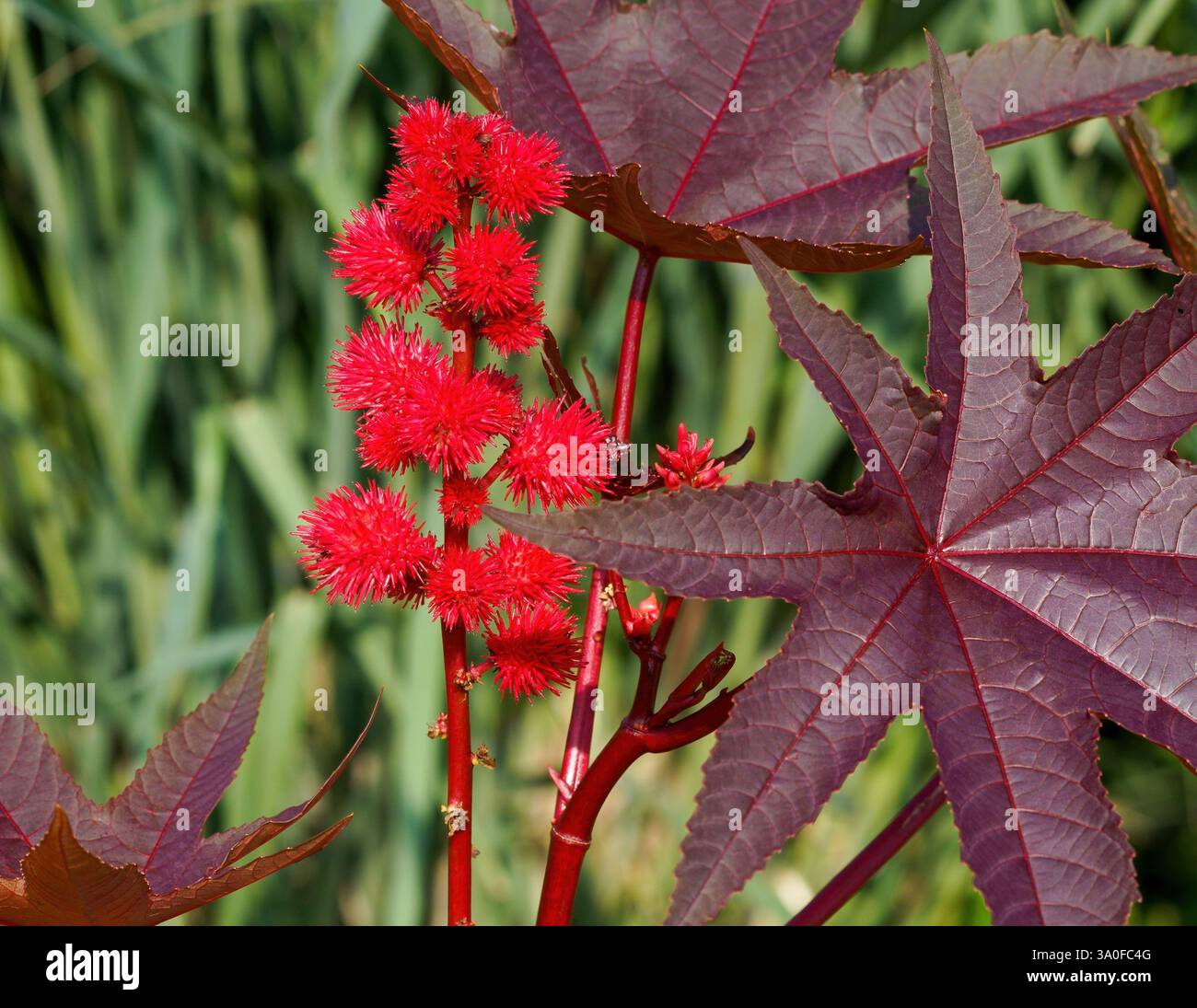 Une plante d'huile de ricin ou de haricot de ricin avec des graines rouges vives et de grandes feuilles colorées. Observation rapprochée avec de bons détails. Banque D'Images