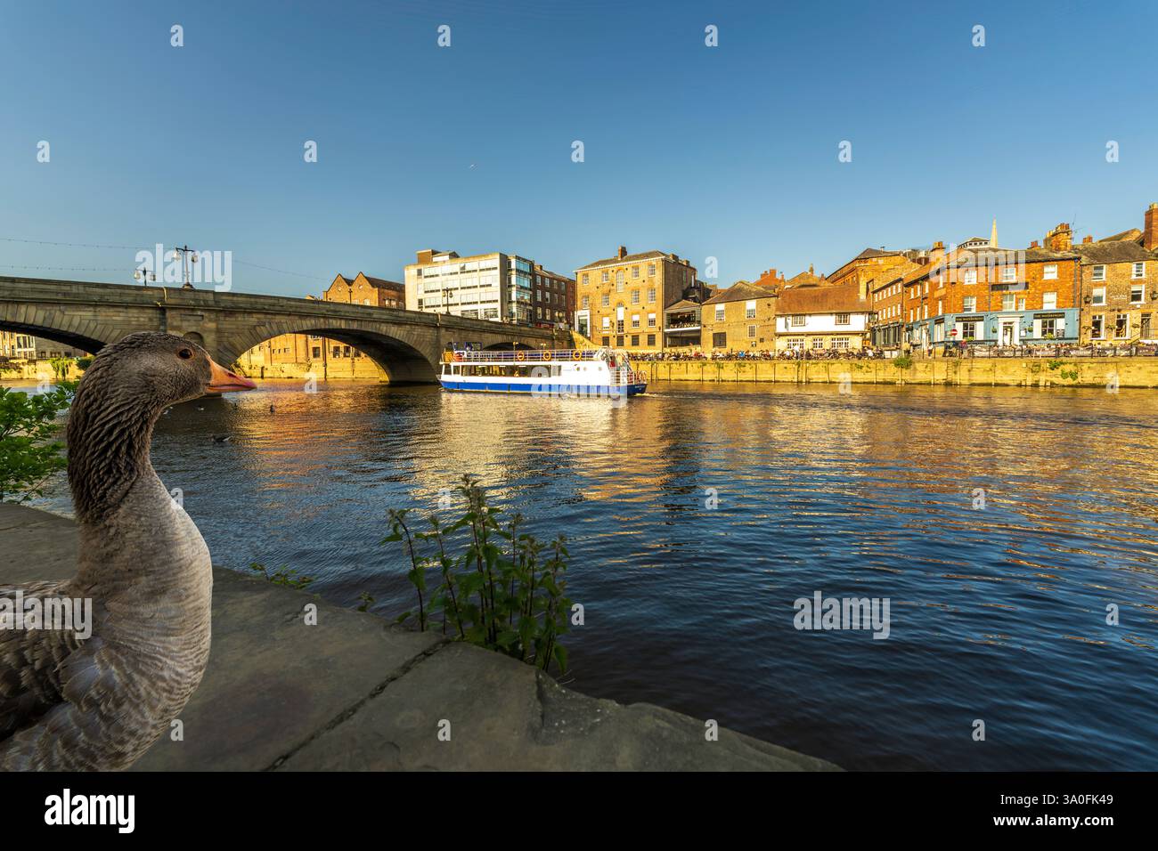 York panorama urbain d'un canard près de la rivière Ouse en regardant l'esplanade historique King's Staith avec bars et restaurants par une journée ensoleillée en Angleterre Banque D'Images