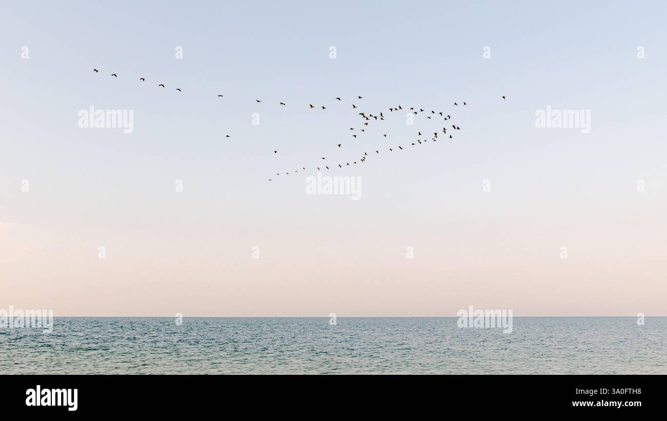 Un troupeau d'oiseaux s'élève au-dessus de la mer calme contre un ciel pastel, créant une scène de nature sereine et pittoresque. Banque D'Images