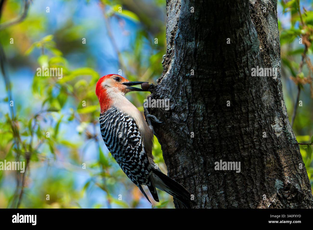 Pic à ventre rouge mangeant une baie. Banque D'Images