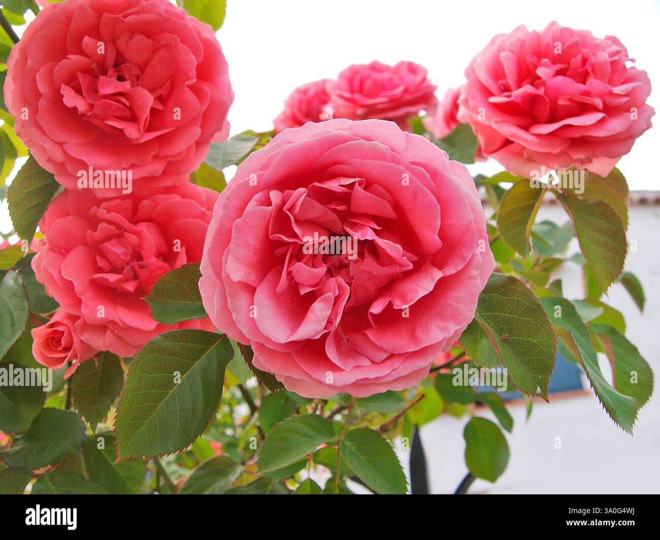 Roses roses dans le jardin. Banque D'Images