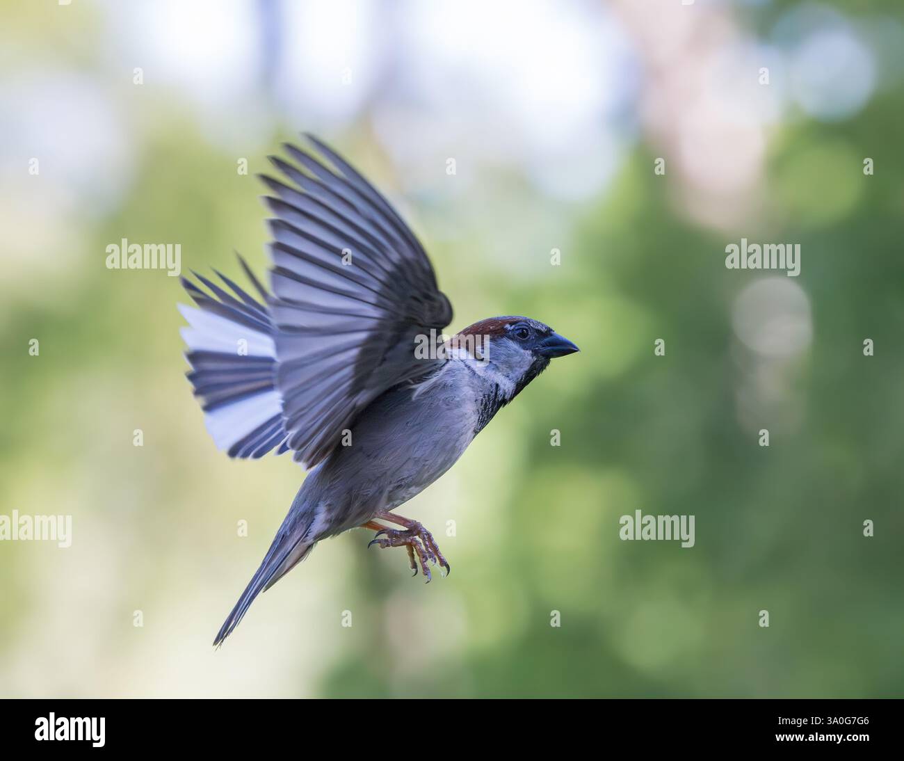 Moineau domestique [ passer domesticus ] oiseau mâle en vol Banque D'Images