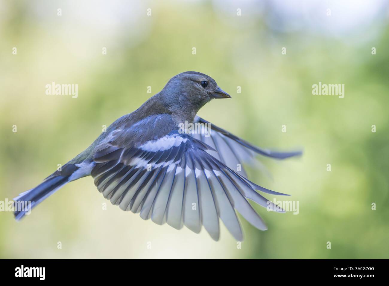 Chaffinch eurasien [ Fringilla coelebs ] oiseau femelle en vol Banque D'Images