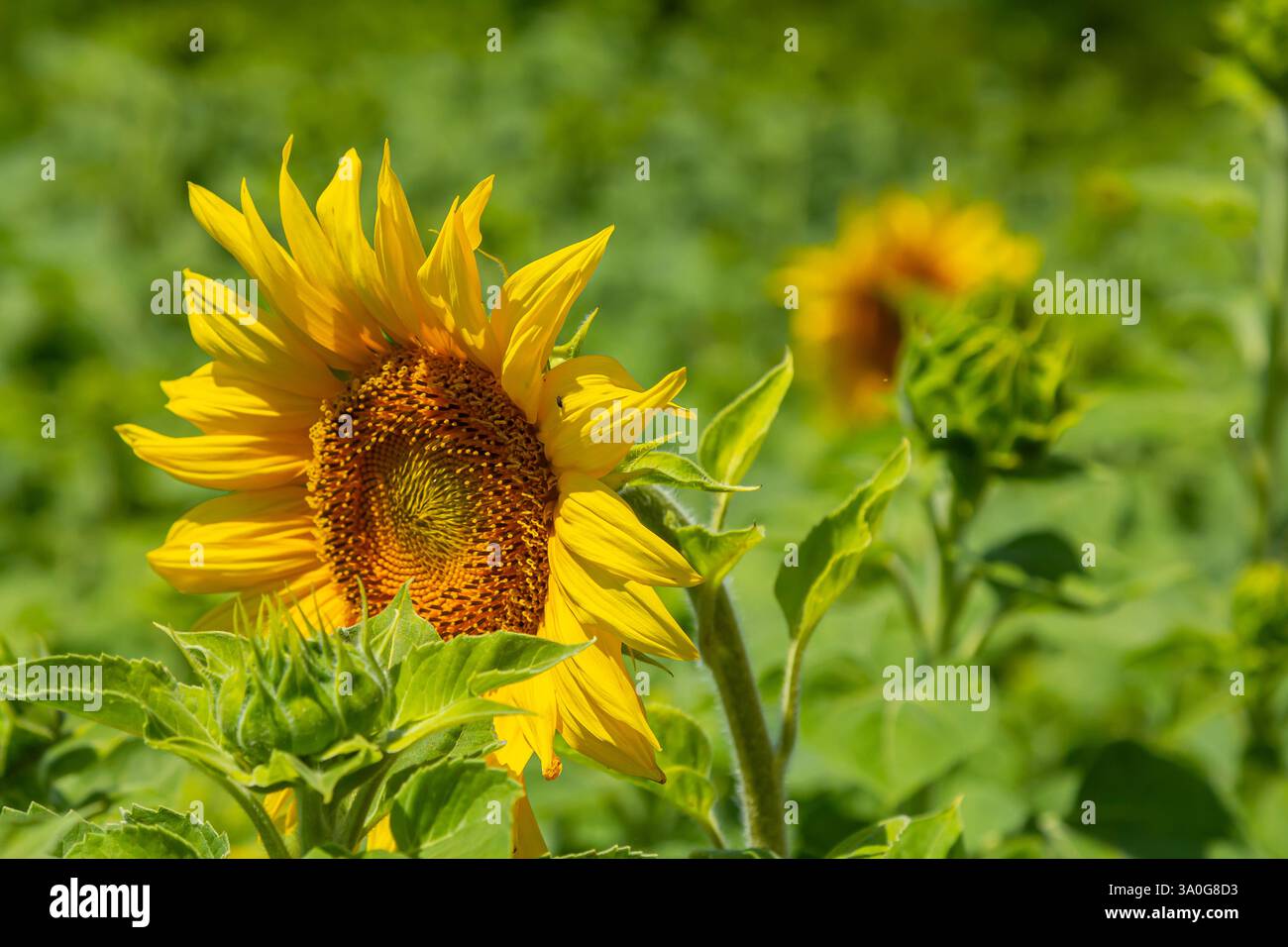 Un champ rempli de grands tournesols se dresse fièrement sous le soleil d'été, leurs pétales jaune vif contrastant avec le riche feuillage vert, créant un ch Banque D'Images