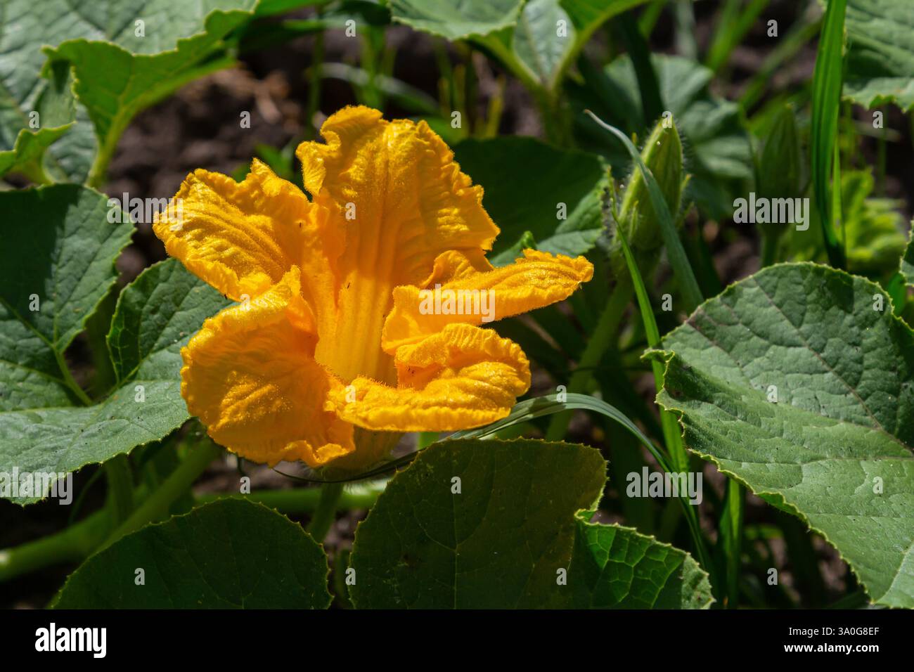 Fleur de courge jaune éclatante s'ouvre magnifiquement, entourée d'un riche feuillage vert dans un jardin, illuminé par la lumière chaude du soleil dans un ciel clair. Banque D'Images