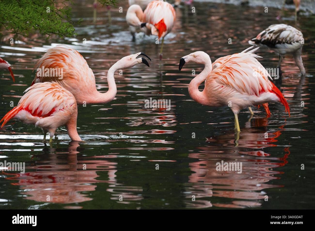 Flamingos européens (Phenicopterus roseus), plusieurs oiseaux adultes debout dans l'eau, captifs, Allemagne, Europe Banque D'Images