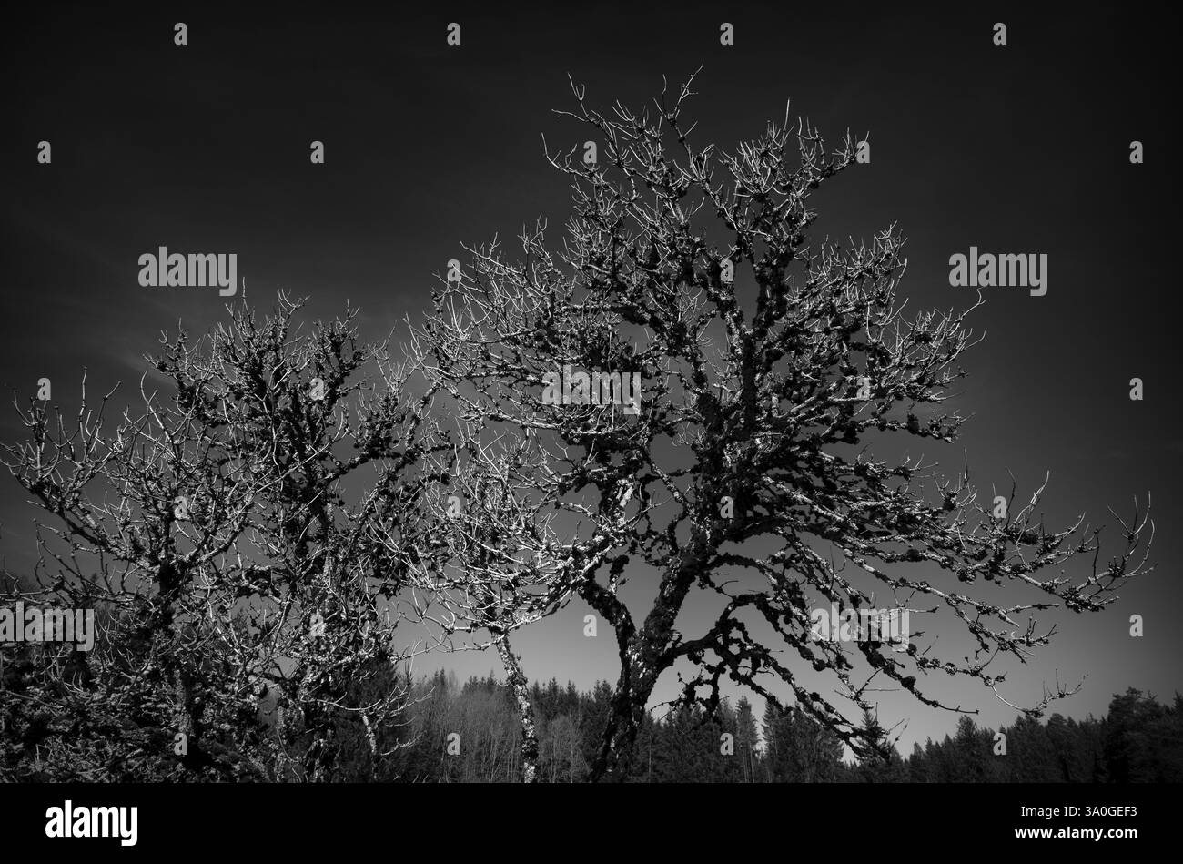 Arbre mort, mort, plein de lichen, noir et blanc, réserve naturelle de Weiherwiesen, Essingen, Souabe Alb, Bade-Wuertemberg, Allemagne, Europe Banque D'Images