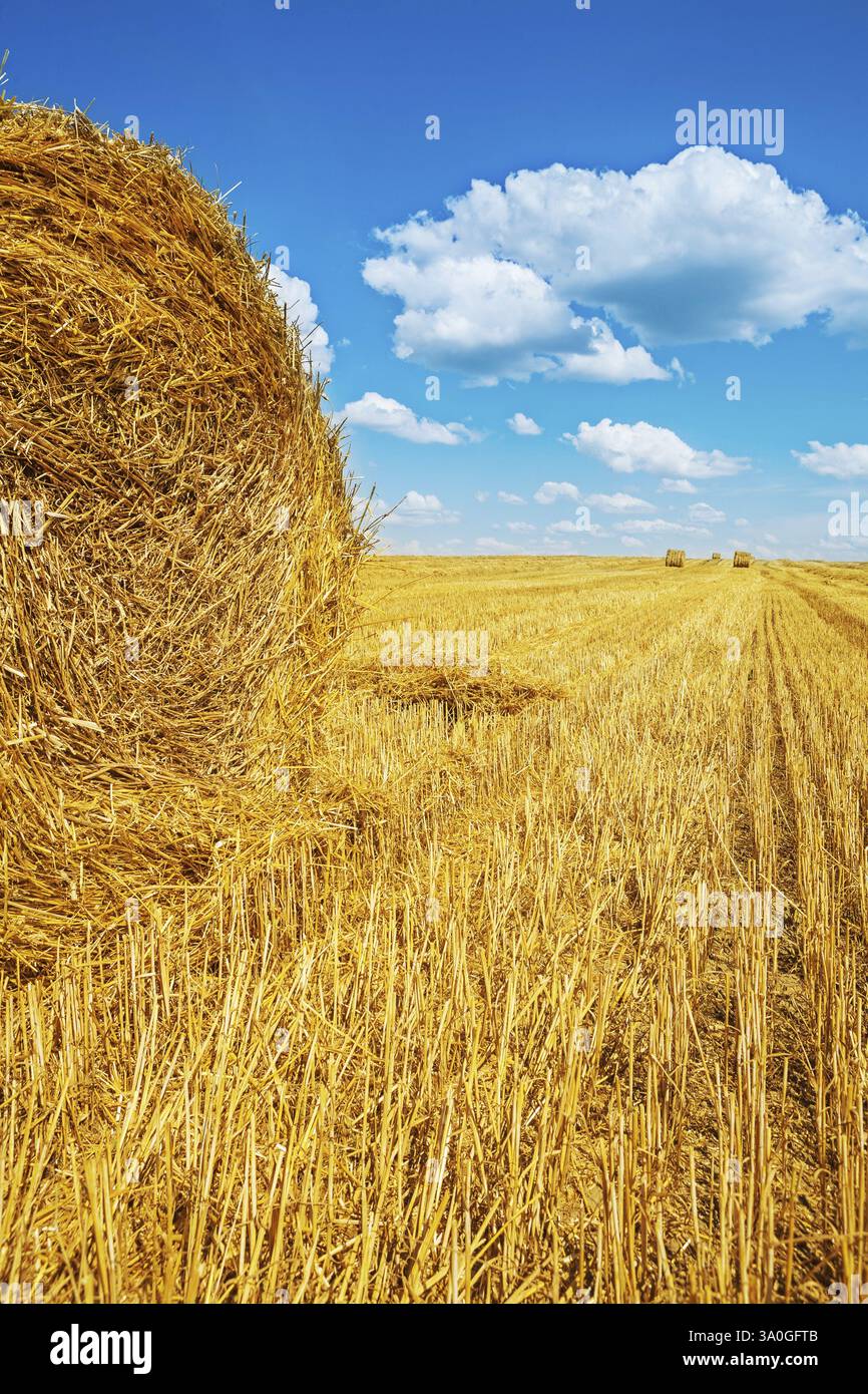 Balles de paille sur champ de blé récolté Banque D'Images