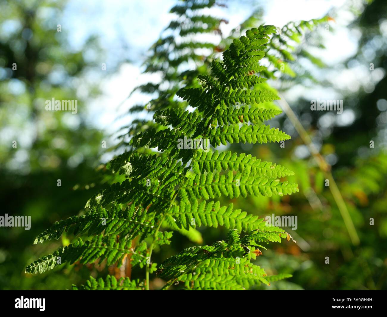 Lady Fern. Le vert vif Lady Fern dans la forêt indique une végétation saine et robuste, ainsi qu'une photosynthèse optimale et une croissance florissante des plantes. Banque D'Images