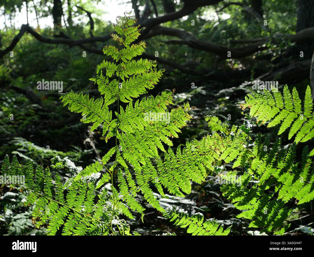 Lady Fern. Le vert vif Lady Fern dans la forêt indique une végétation saine et robuste, ainsi qu'une photosynthèse optimale et une croissance florissante des plantes. Banque D'Images