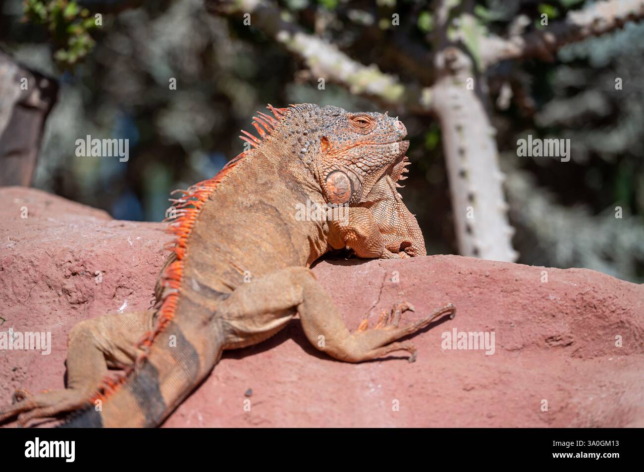 Un iguane reposant sur un rocher dans un cadre naturel avec verdure au Maroc. Banque D'Images