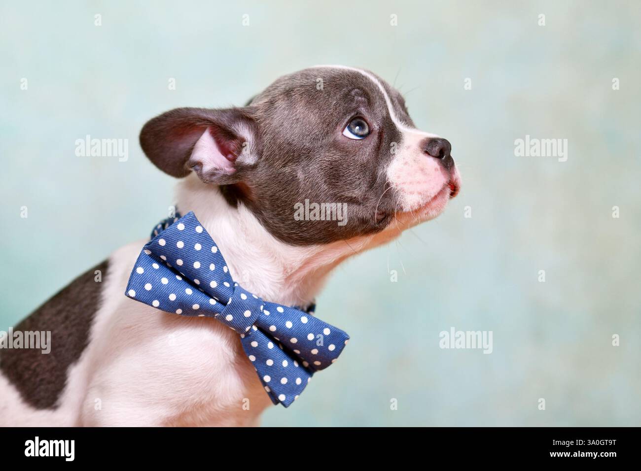 Pied jeune chiot bouledogue français avec noeud papillon bleu devant le fond de studio Banque D'Images