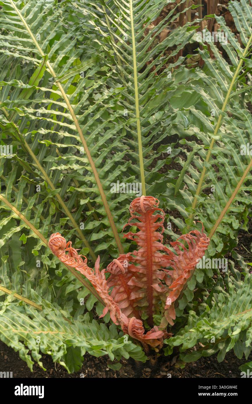Fougère d'arbre brésilienne naine : Blechnum brasiliense. Jardin botanique, Surrey, Royaume-Uni Banque D'Images