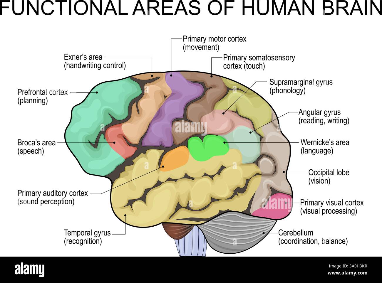 Anatomie cérébrale humaine. Carte des zones fonctionnelles cérébrales. L'illustration vectorielle est facile à modifier la couleur. Illustration de Vecteur