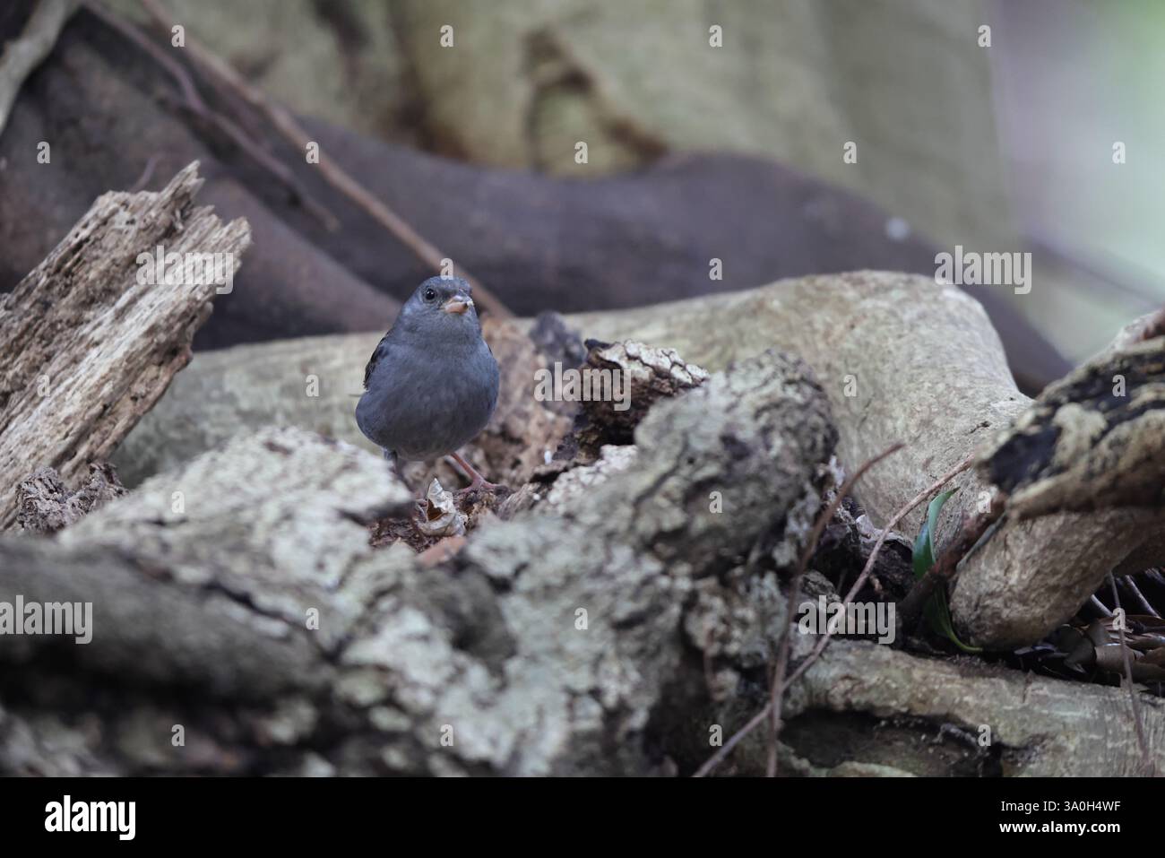 La guirlande grise (Emberiza variabilis) est une espèce d'oiseau de la famille des Emberizidae. Cette photo a été prise au Japon. Banque D'Images