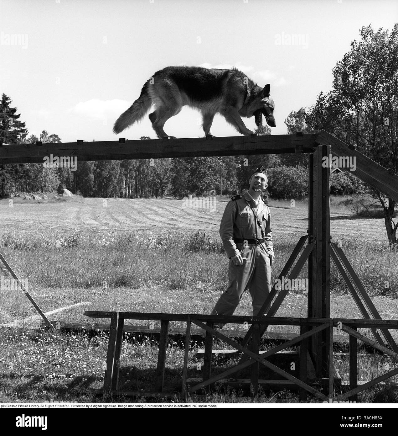 Policier avec un chien de travail. Un policier et son chien de berger allemand en formation. Le chien est vu en équilibre sur une échelle. Suède 1965 Banque D'Images