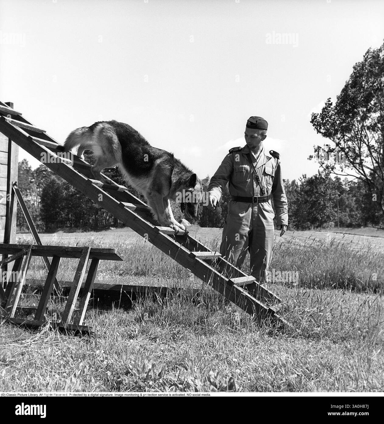 Policier avec un chien de travail. Un policier et son chien de berger allemand en formation. Le chien est vu en équilibre sur une échelle. Suède 1965 Banque D'Images