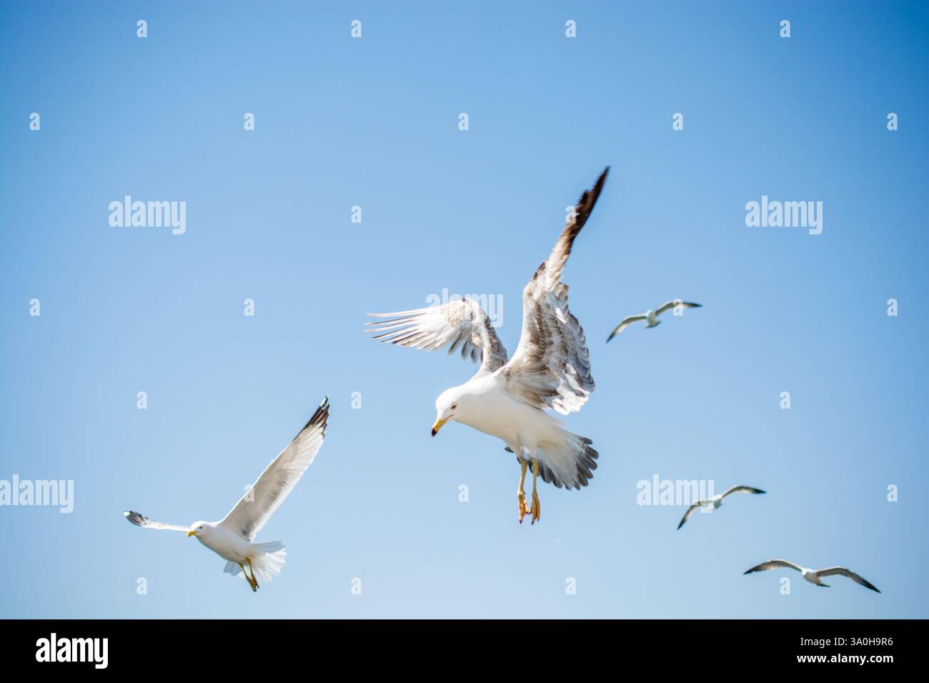 Flock of seagulls ski dans le ciel Banque D'Images