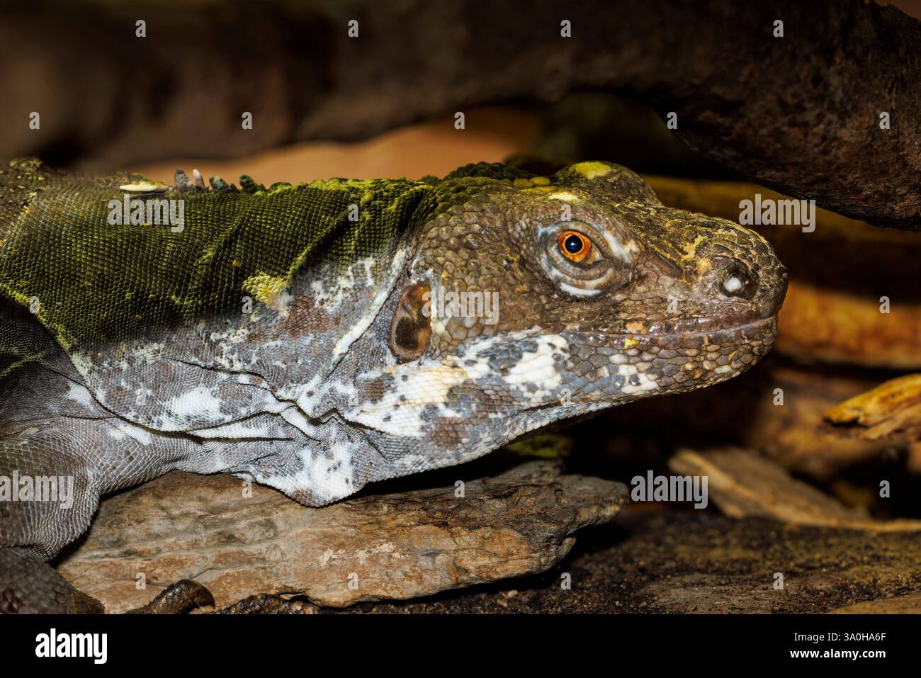Iguane à queue épineuse de Guatamalan, Clenosaura palearis, Amérique centrale Banque D'Images
