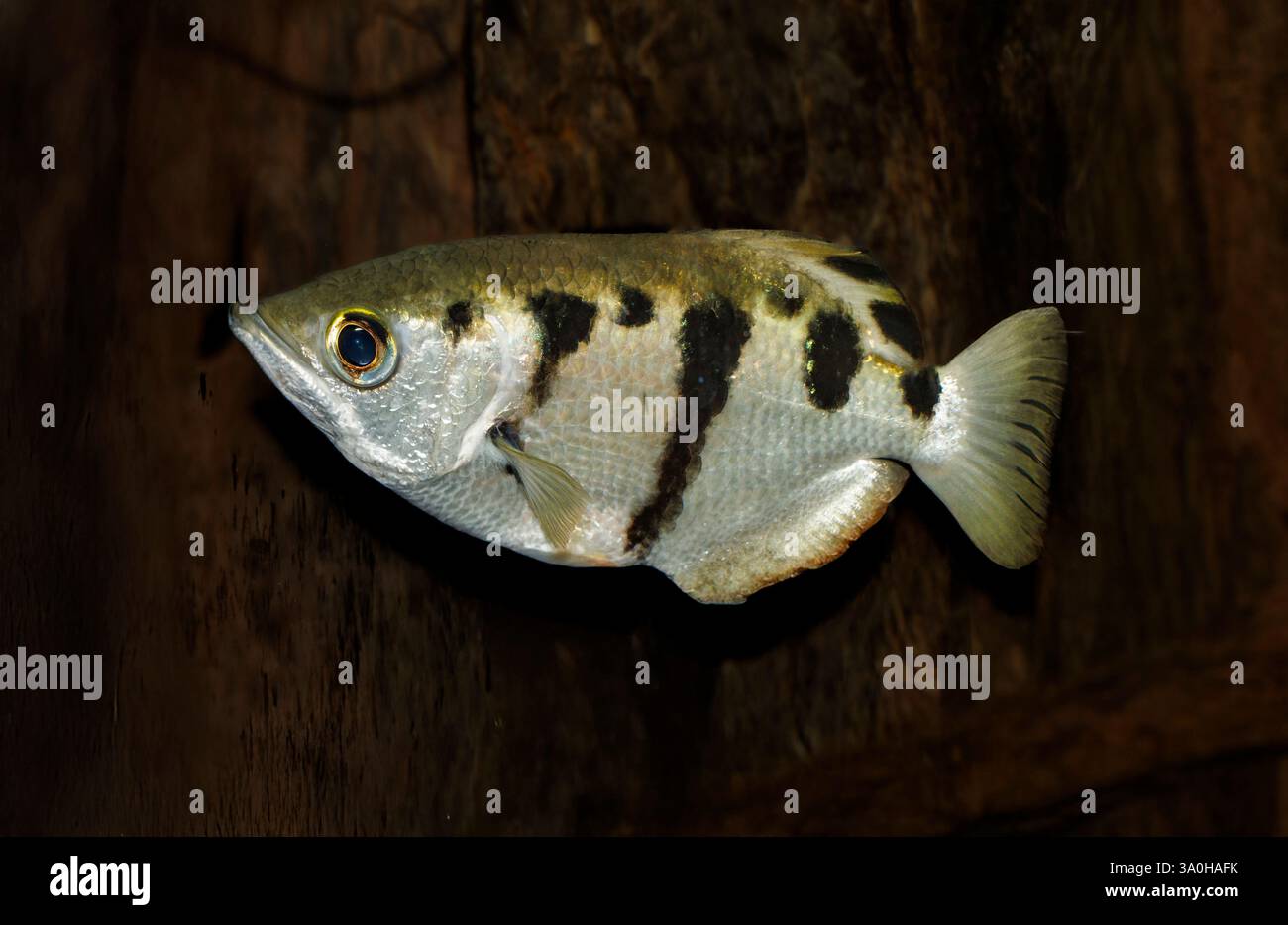 Poisson Archer, alias poisson spinner, Toxotes jaculatrix Banque D'Images