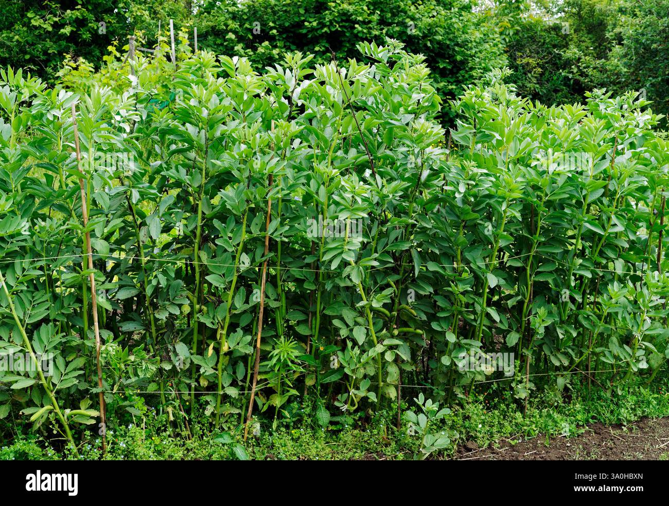 Lit de légumes de fèves ou de fèves (Vicia faba) Banque D'Images