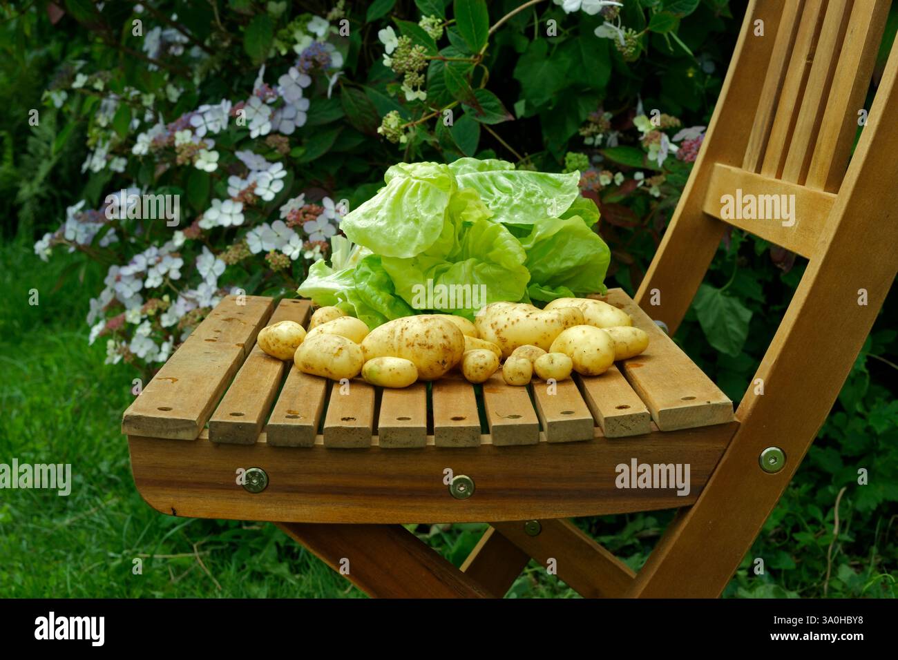 Laitue et pommes de terre du jardin, sur une chaise de jardin Banque D'Images