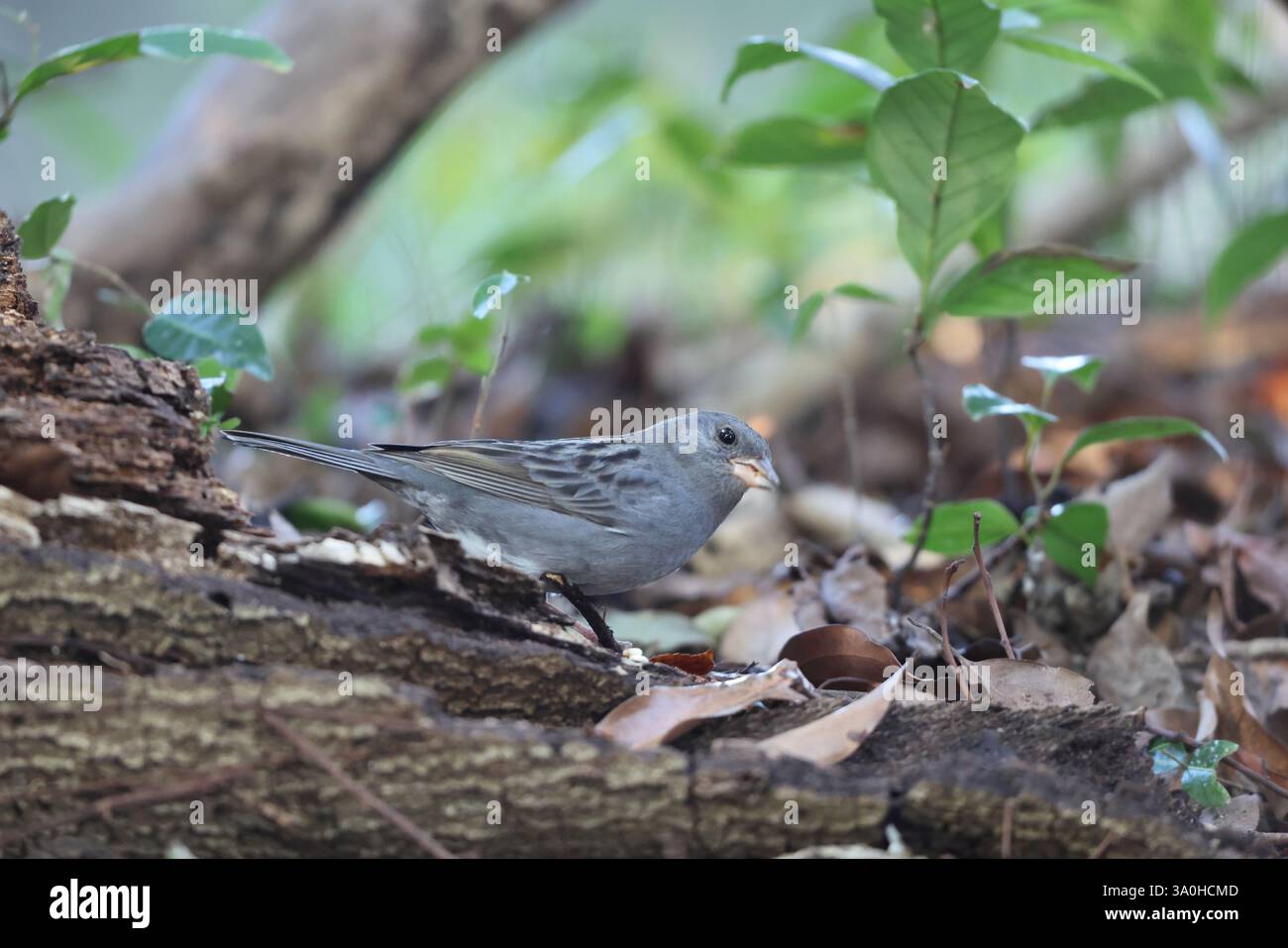 La guirlande grise (Emberiza variabilis) est une espèce d'oiseau de la famille des Emberizidae. Cette photo a été prise au Japon. Banque D'Images