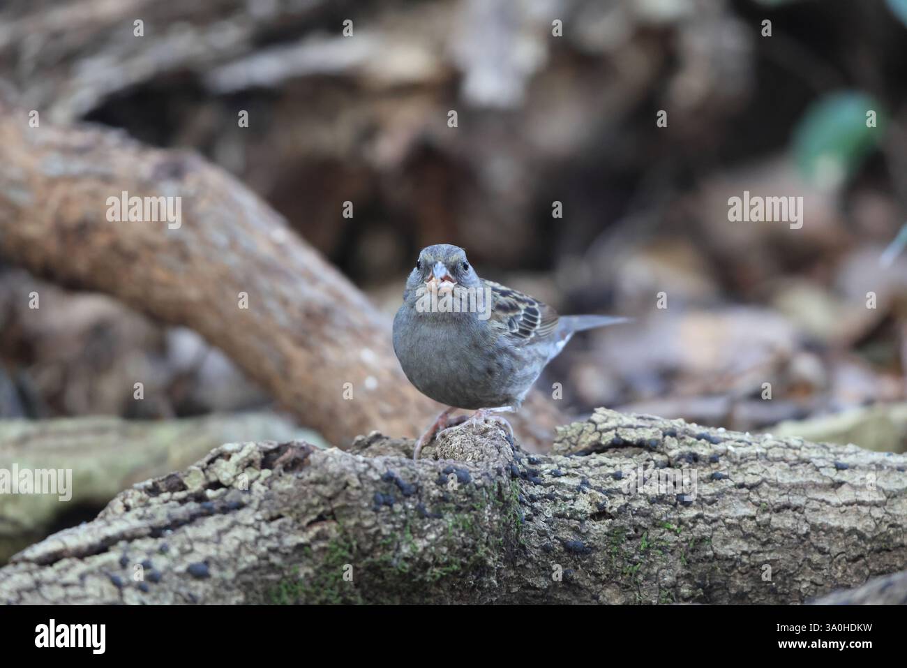 La guirlande grise (Emberiza variabilis) est une espèce d'oiseau de la famille des Emberizidae. Cette photo a été prise au Japon. Banque D'Images