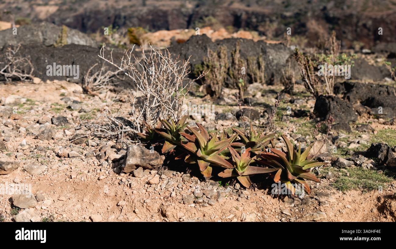Une végétation diversifiée prospère à Socotra, présentant des plantes saisissantes et un terrain rocheux sous un ciel clair, soulignant la beauté naturelle. Banque D'Images