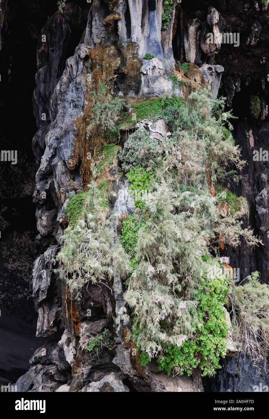 Une végétation luxuriante prospère sur les formations rocheuses frappantes de Socotra, mettant en valeur la biodiversité unique des îles et la beauté naturelle étonnante. Banque D'Images