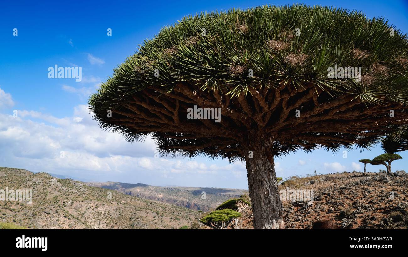 Le Dragon Tree prospère dans l'écosystème unique de Socotra, mettant en valeur sa forme distinctive sur un ciel dégagé et un terrain accidenté. Banque D'Images