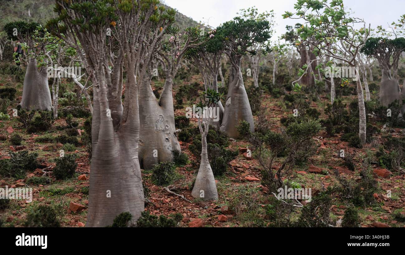 Une vie végétale diversifiée et unique prospère sur l'île de Socotra, présentant un paysage naturel magnifique rempli d'arbres inhabituels. Banque D'Images
