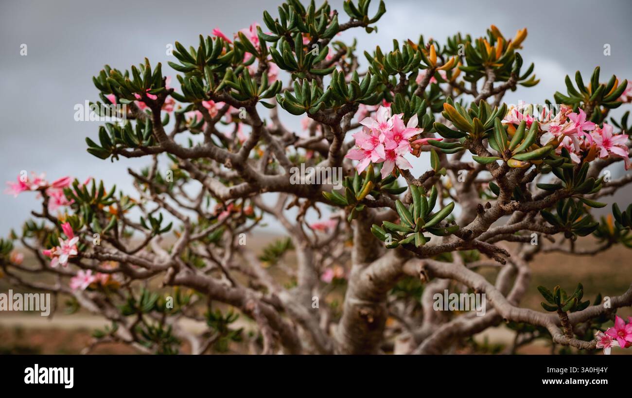 Un arbre à fleurs à Socotra prospère avec des fleurs colorées sous un ciel nuageux, mettant en valeur sa forme unique et sa résilience dans la nature. Banque D'Images
