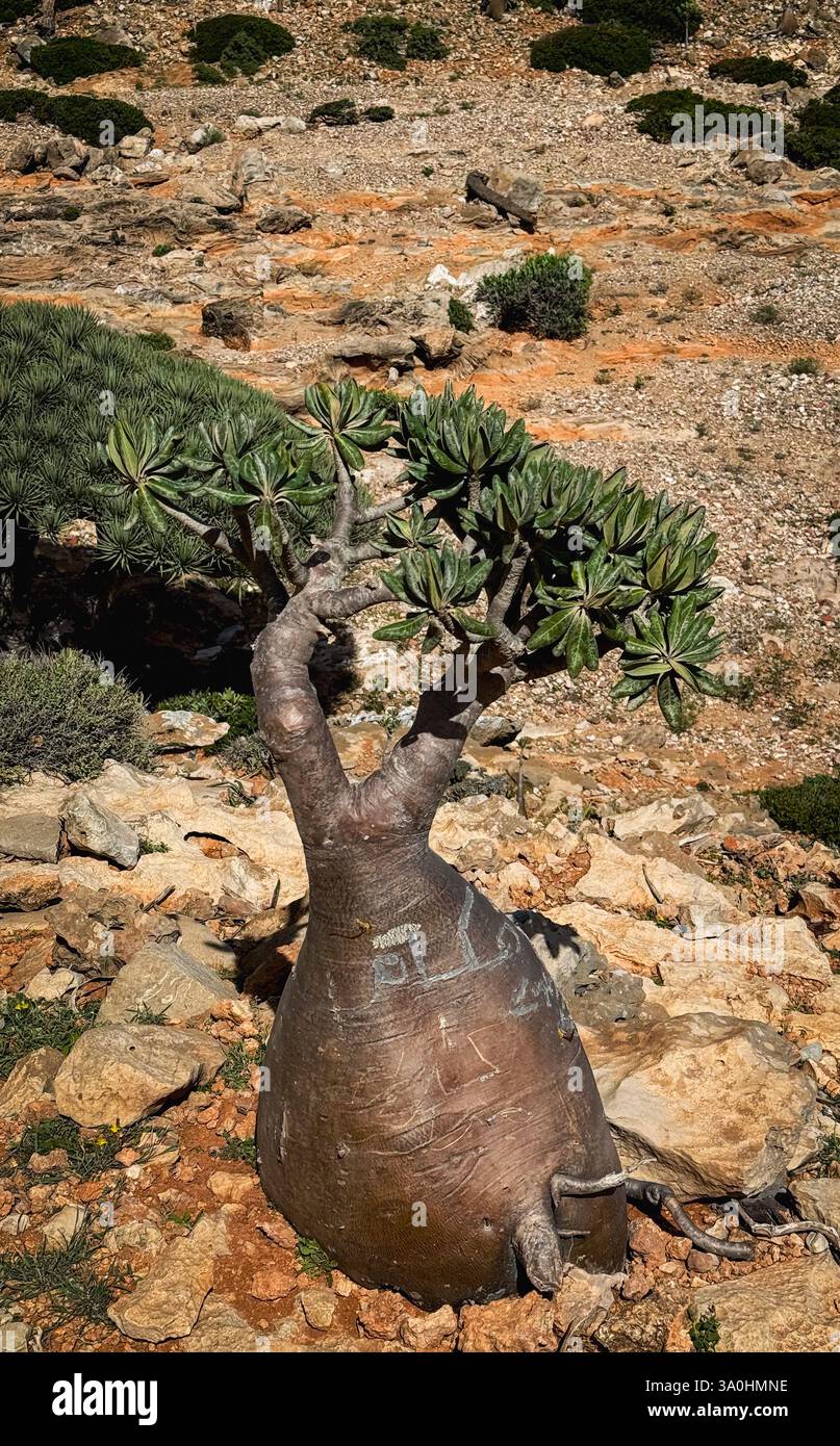 Un arbre de sang dragon frappant prospère sur l'île de Socotra, mettant en valeur sa forme distincte dans un environnement sauvage et naturel. Banque D'Images